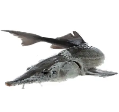 Import Iranian baerii Caviar